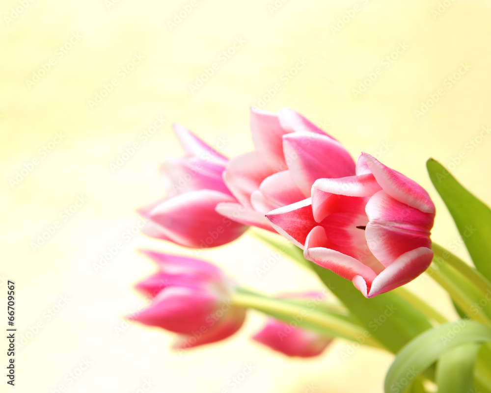 Fototapeta premium Rosa Tulpen
