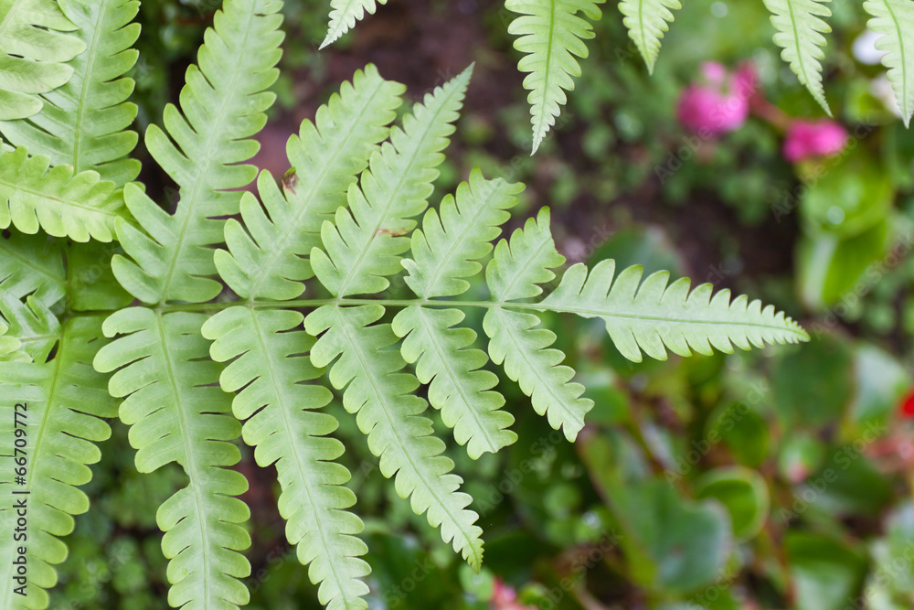 Fern Leaves Fern Leaves