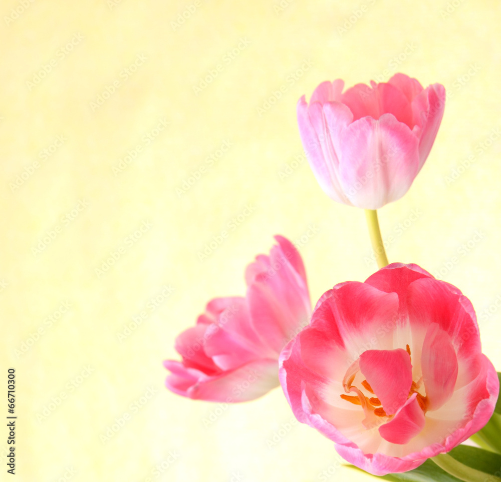 Fototapeta premium Tulpenblüten