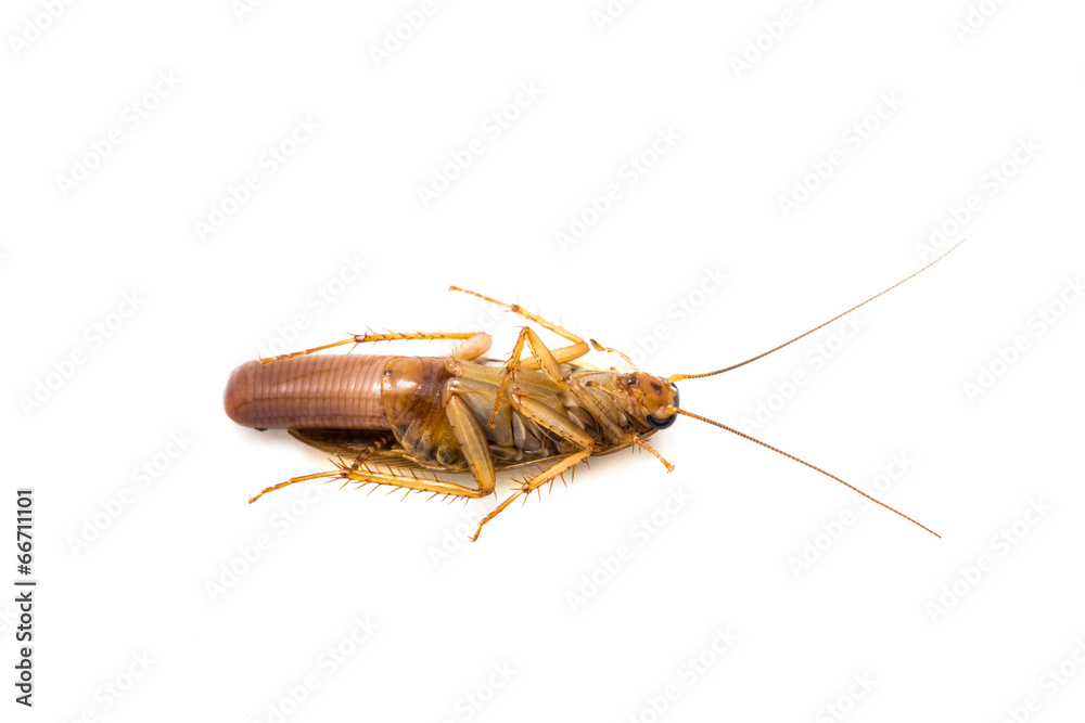 Single Cockroach pregnant Single Cockroach pregnant
