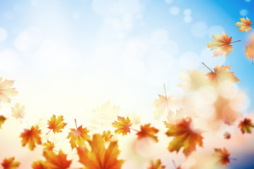 Autumn background
