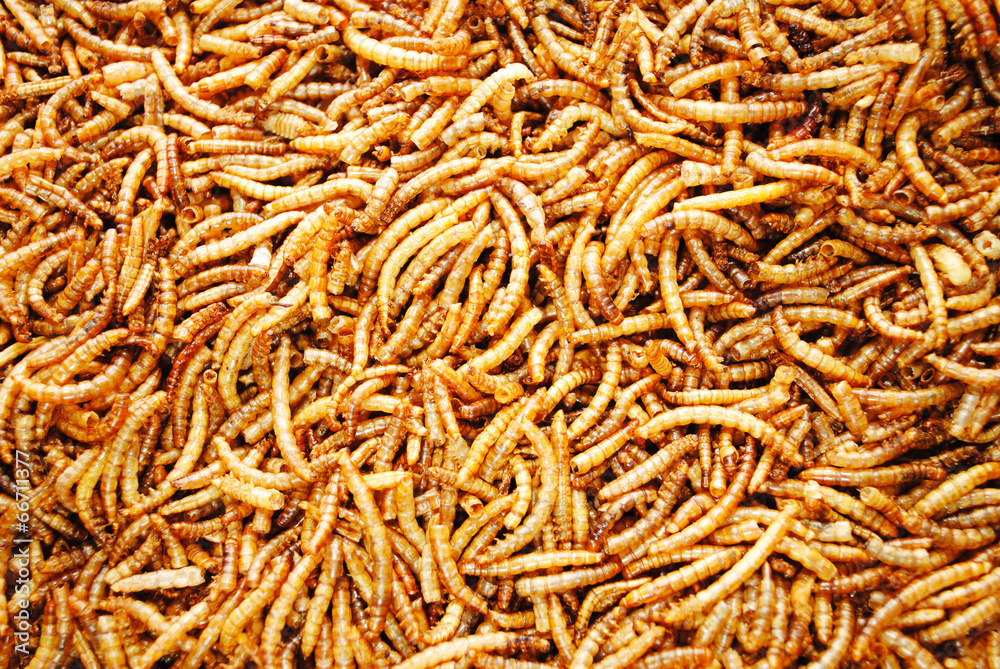 A Background of Dried Meal Worms
