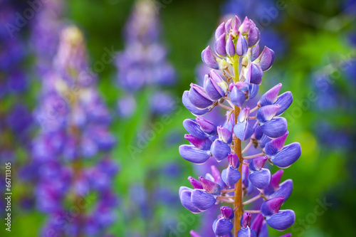 Macro photo of lupine flowers on the meadow in summer