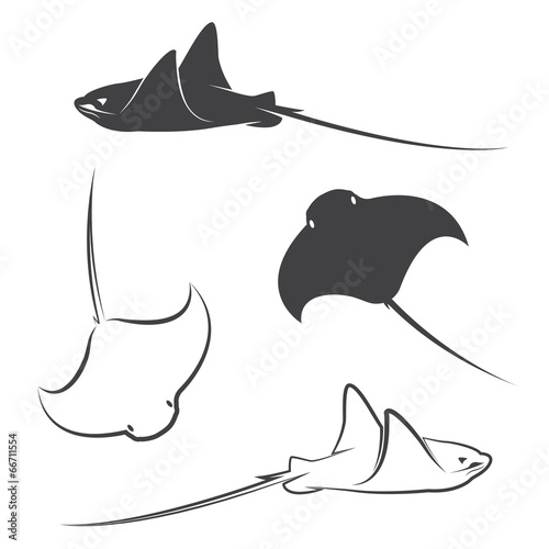 Vector group of stingray