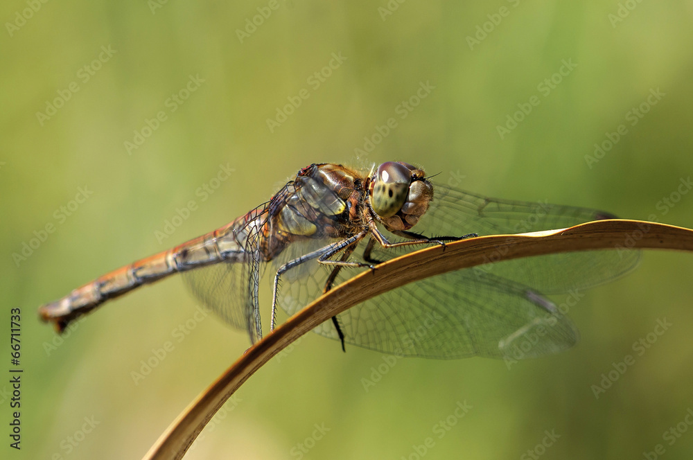 Libelle auf einem Blatt Libelle auf einem Blatt