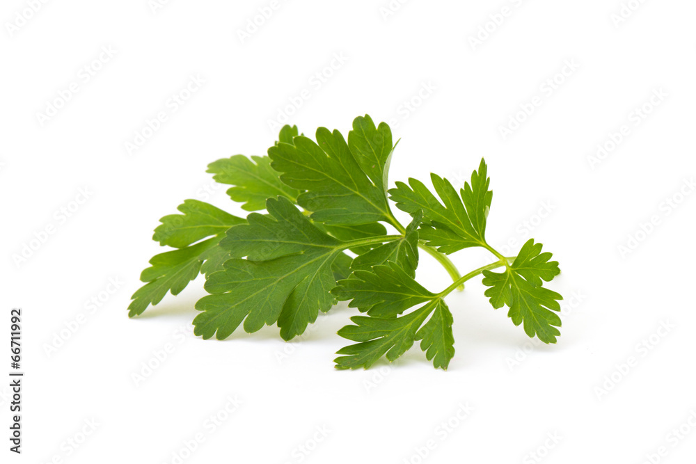 Branch of fresh parsley Branch of fresh parsley