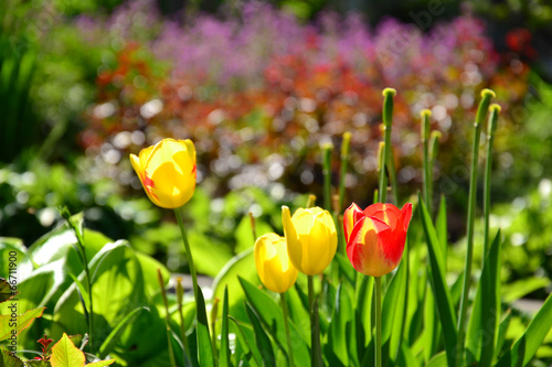 Colorful tulips in grass
