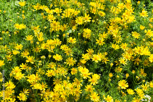 Yellow color of flower for fresh background