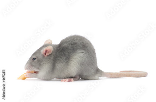 rat