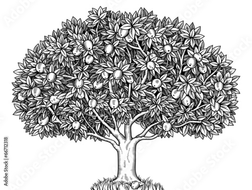 Canvas Print Apple tree