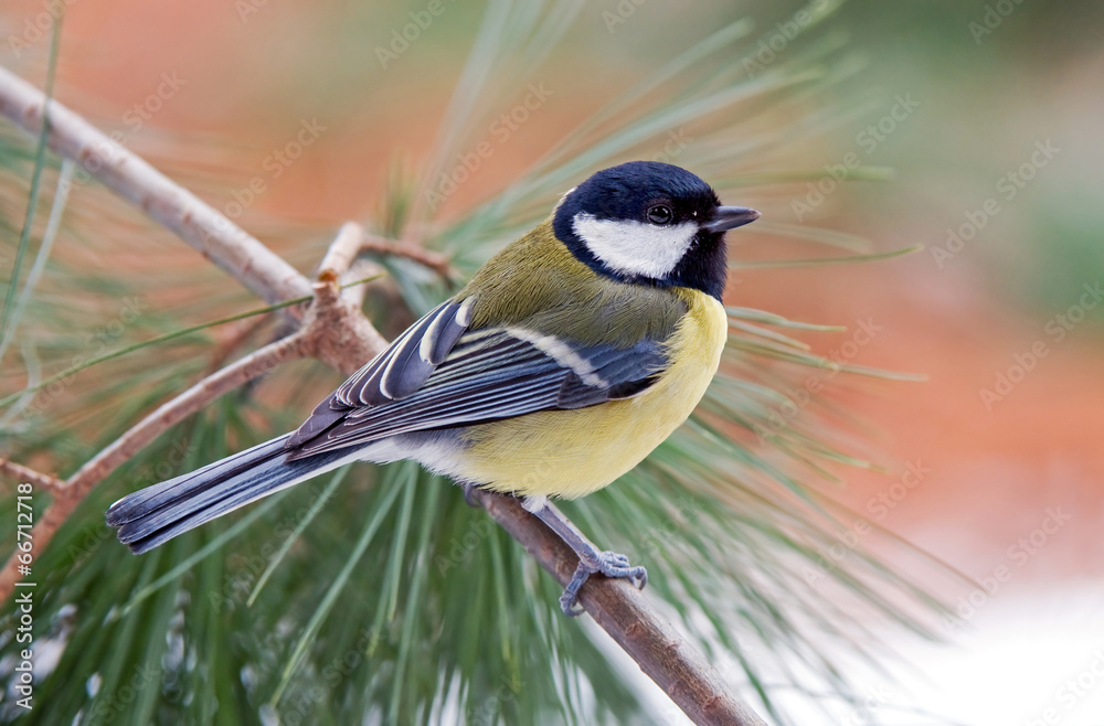 Fototapeta premium Great tit on pine tree