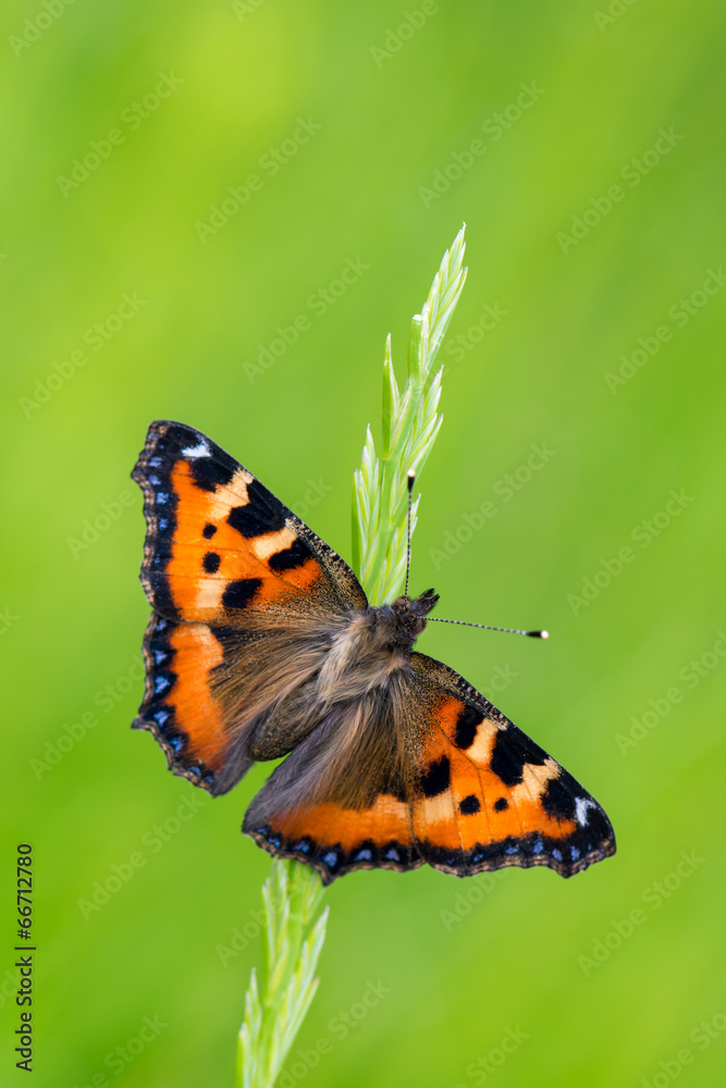 Small Tortoiseshell Small Tortoiseshell