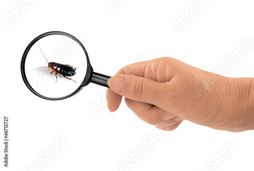Blatta orientalis - common black cockroach magnified on white