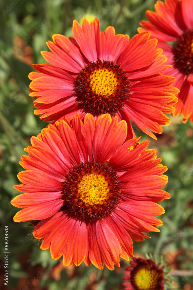 fleurs de gaillarde fleurs de gaillarde