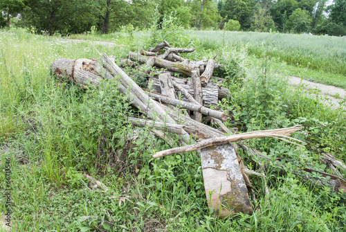 Foto Sticks, Woods & More
