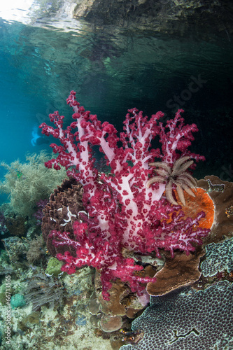 Soft Coral Colony #66713565