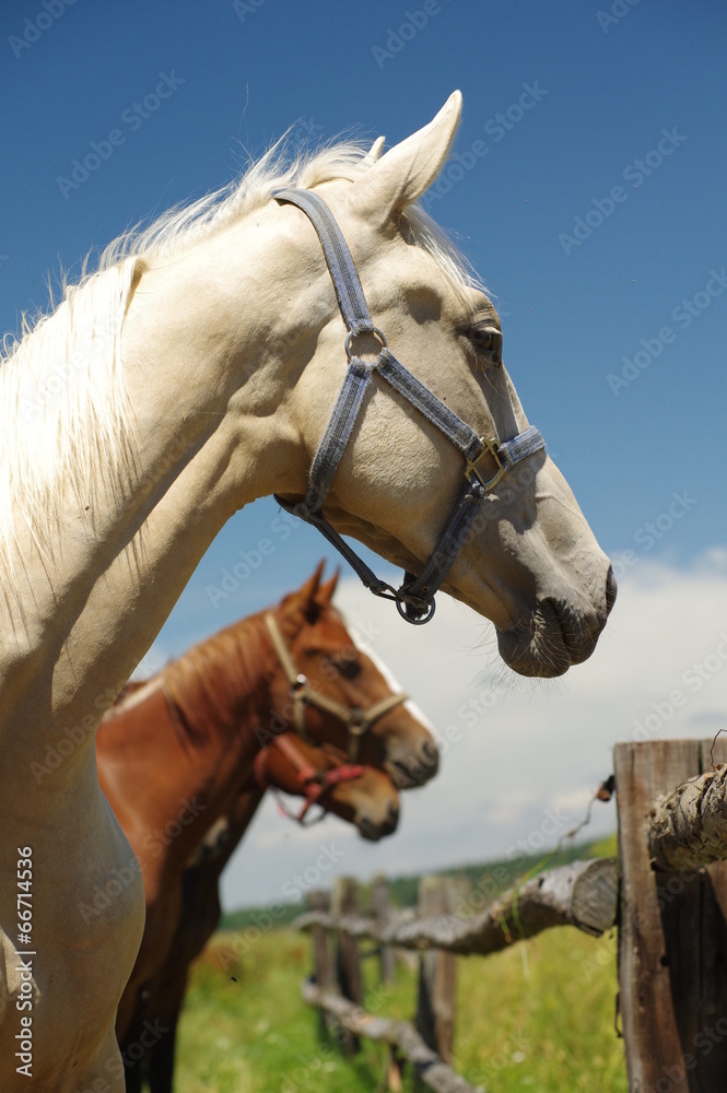 Obraz premium horses portrait 2