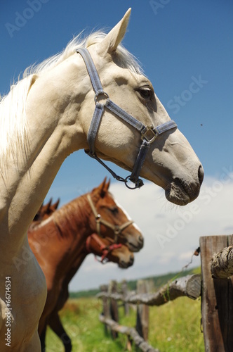 horses portrait