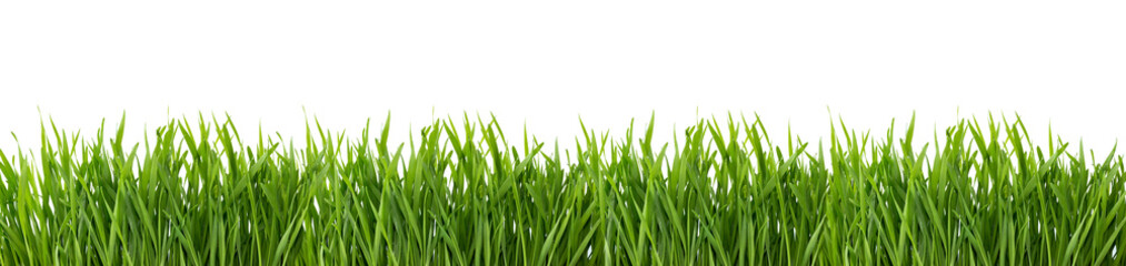 Green grass isolated on white background.