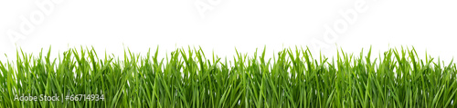 Fotografia Green grass isolated on white background.