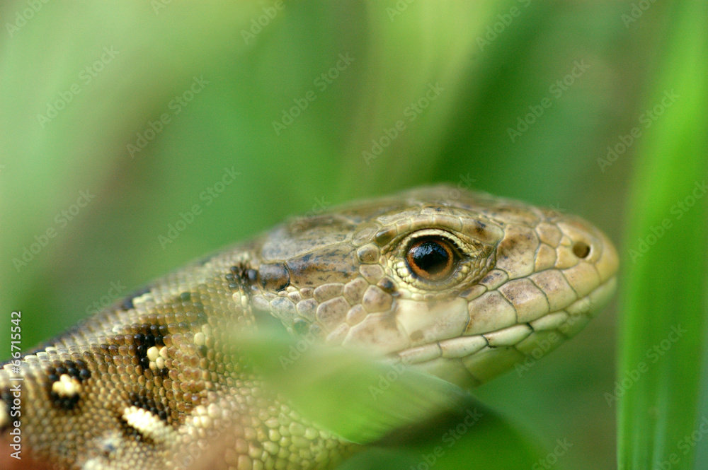 Lizard hiding in the grass Lizard hiding in the grass