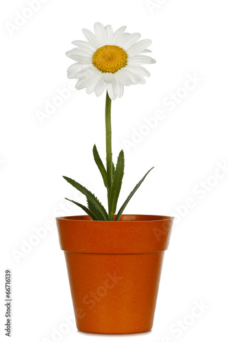 Fototapeta Naklejka Na Ścianę i Meble -  daisy flower