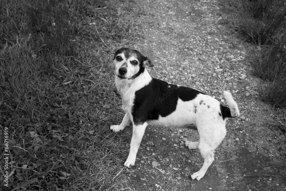 Black & White Dog