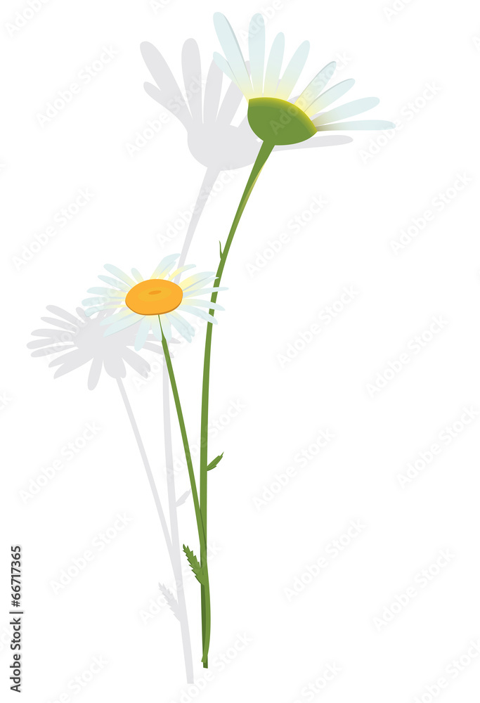 chamomile - flower