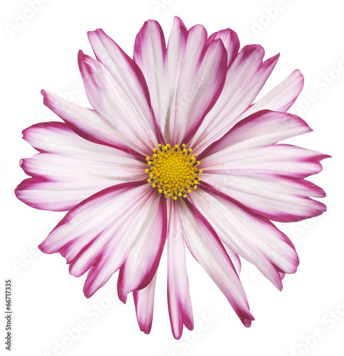 Fototapeta Naklejka Na Ścianę i Meble -  cosmos flower
