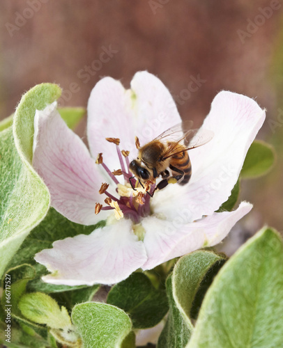 A Bee Peers Out from a Quince Blossom