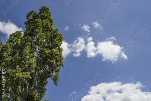 tree with blue sky