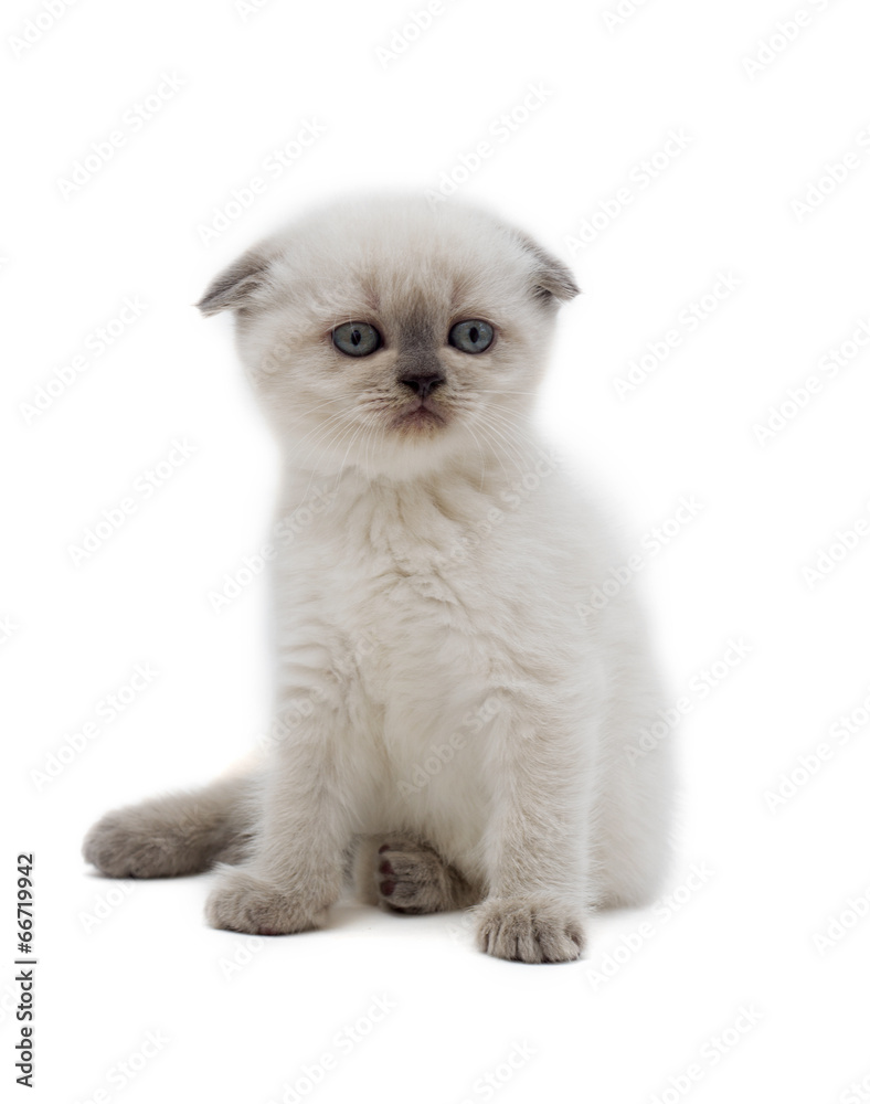 little kitten little kitten