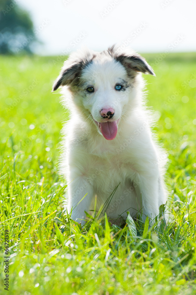 Border Collie Welpe