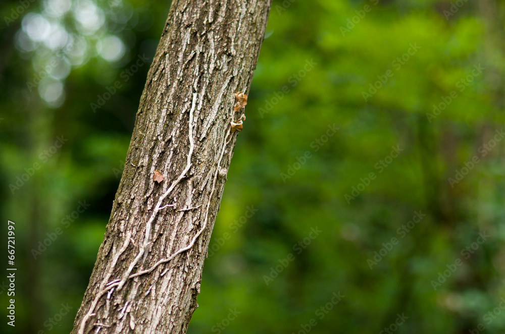 Tree trunk on a blurred background Tree trunk on a blurred background