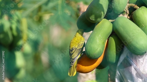 Black Naped Oriole Feeding