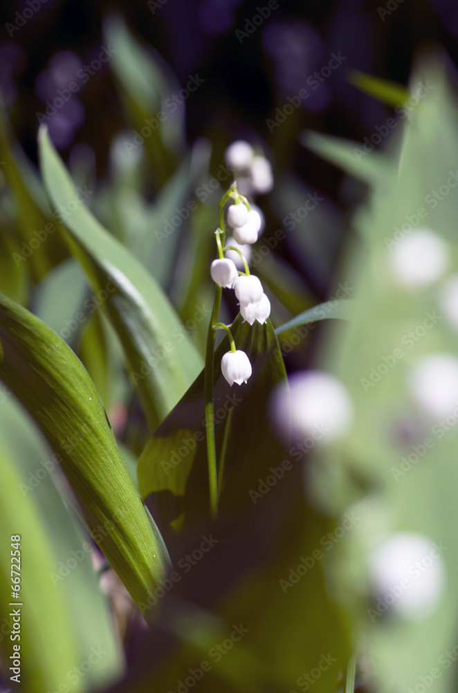 lose up of Lily of the valley lose up of Lily of the valley