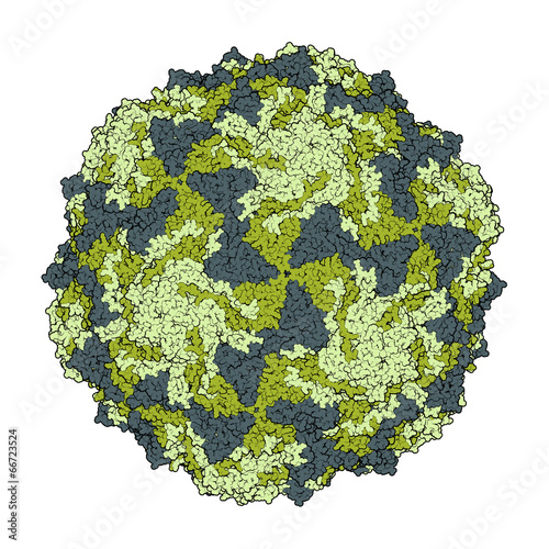 Coxsackievirus A21. photo