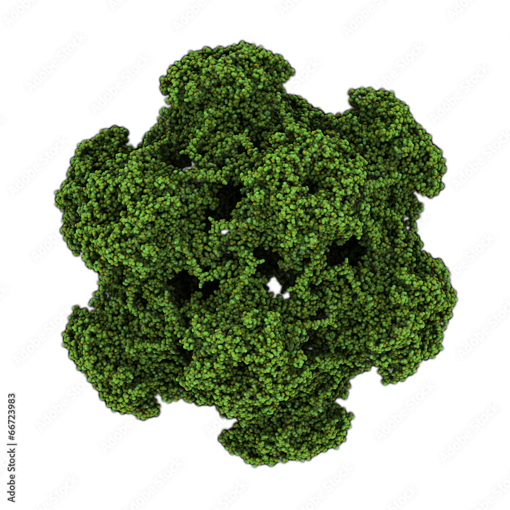 Human papillomavirus (HPV) 16. HPV causes skin and genital warts Human papillomavirus (HPV) 16. HPV causes skin and genital warts