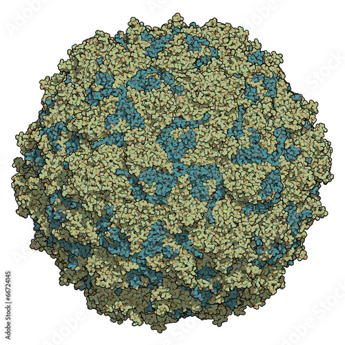 Poliovirus type 3 sabin. Virus that cause poliomyelitis (polio). photo