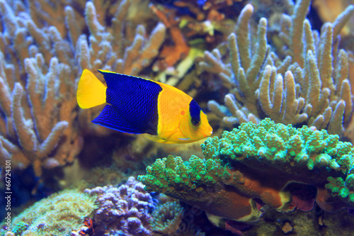Bicolor Angelfish (Centropyge bicolor) in Japan photo