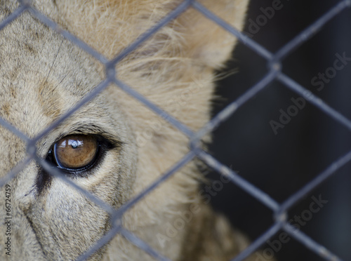 Lion in a cage