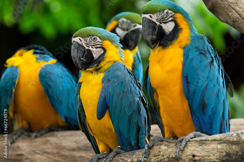 macaw bird