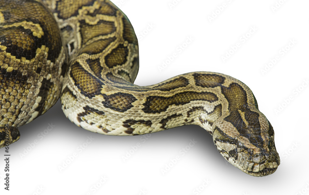 Fototapeta premium Boa