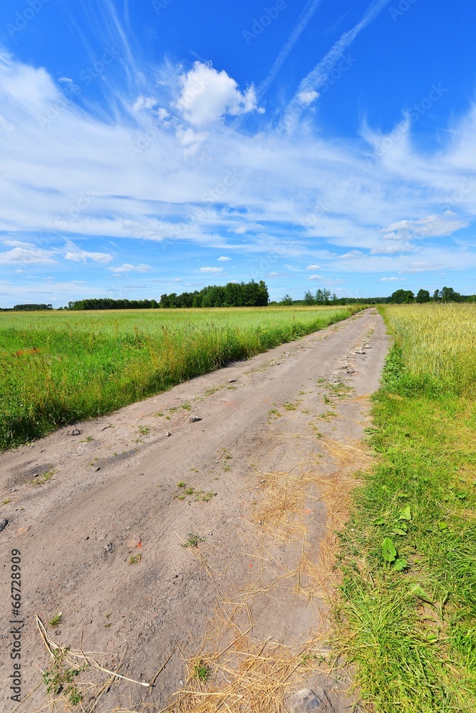 Fototapeta premium Beautiful summer landscape