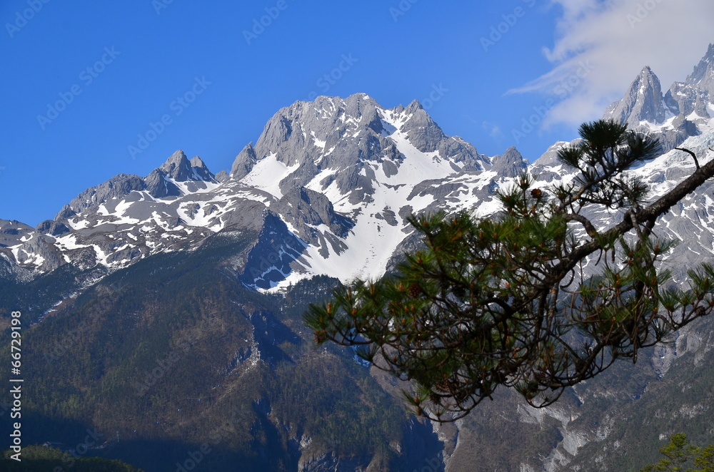 Pine Forests on Alpine Mountains