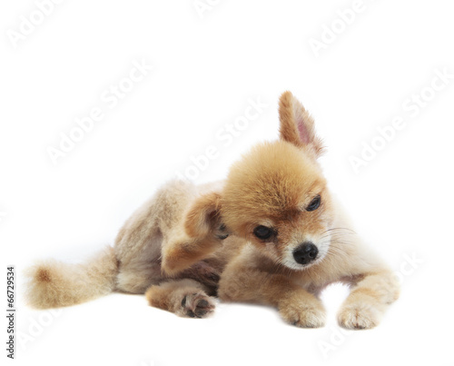 lovely acting of pomeranian puppy dog isolated whtie background