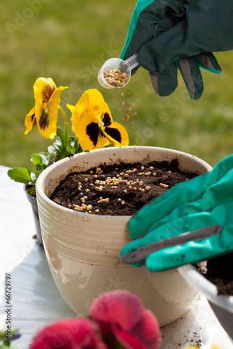 Hands planting seeds into flower pot