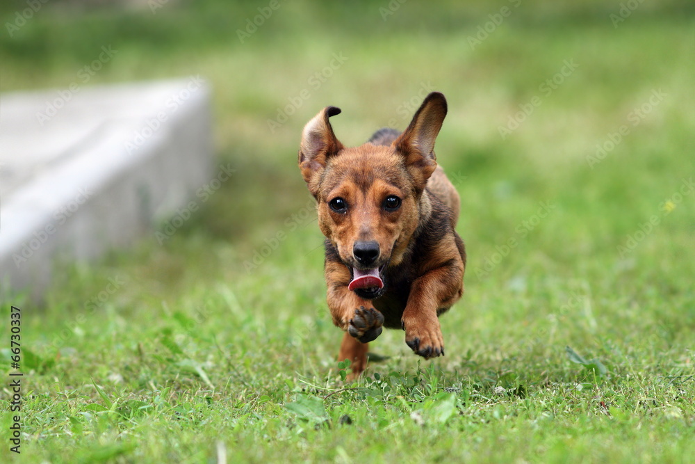 little puppy on the run