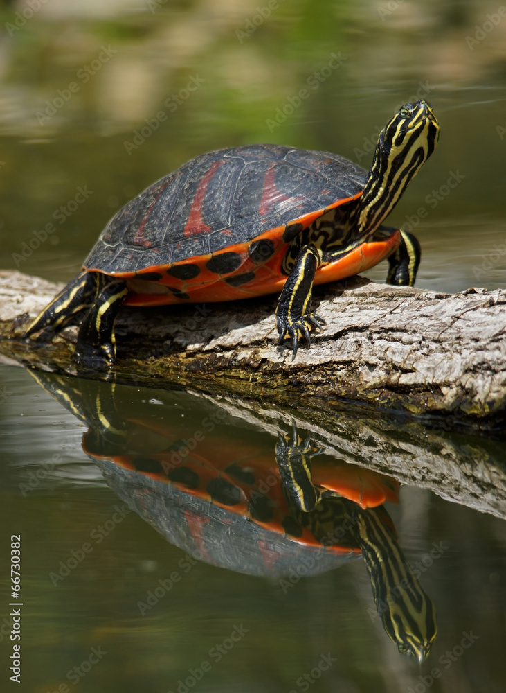 Fototapeta premium Rotbauch-Schmuckschildkröte