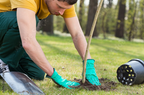 Planting a tree